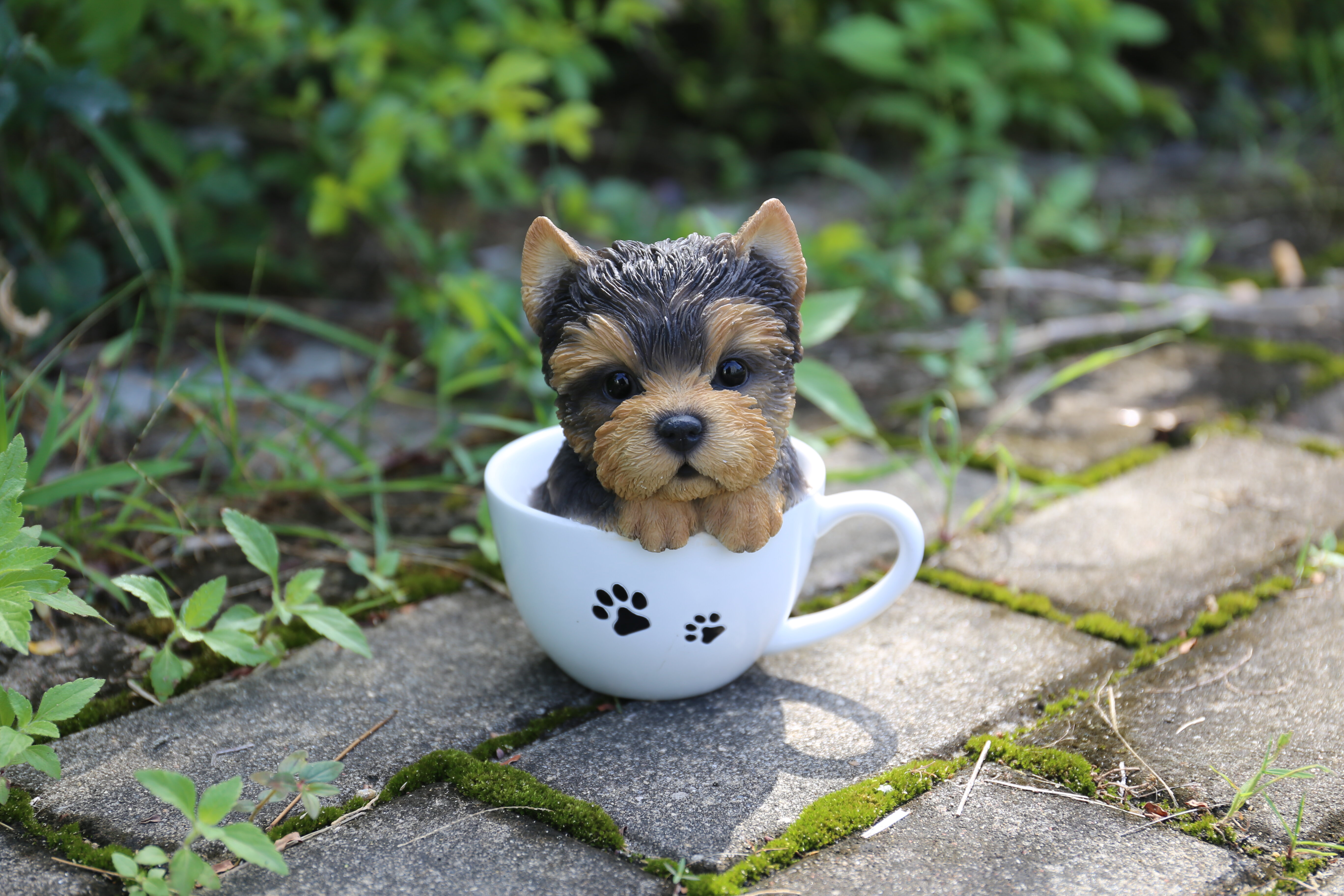 yorkshire terrier puppies