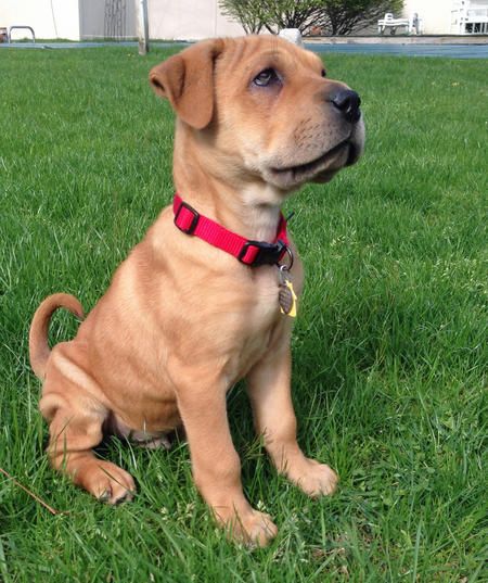 shar pei mix breeds