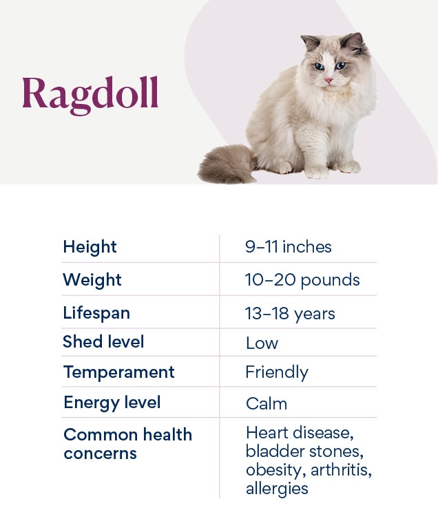 ragdoll cat lifespan