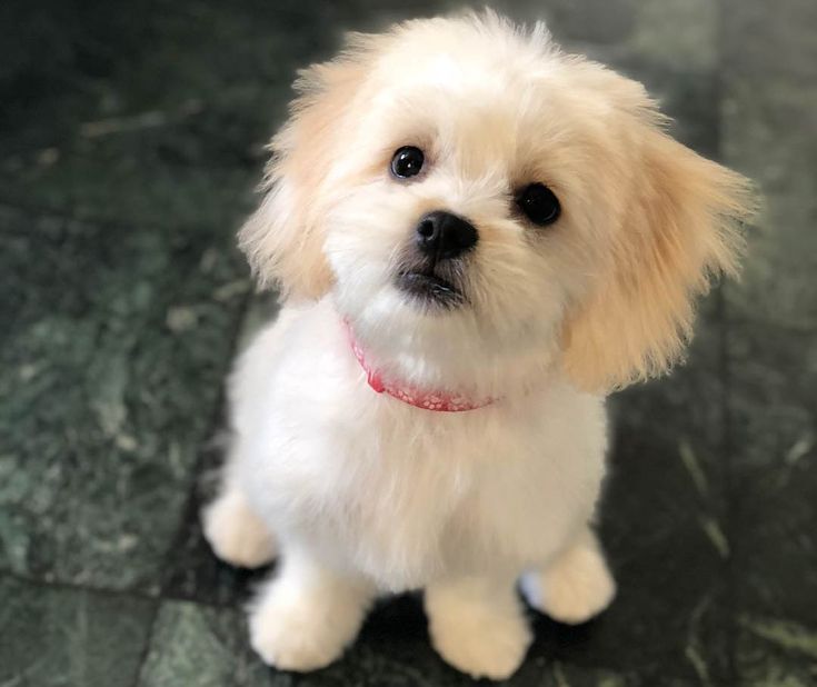 dogs shih tzu maltese