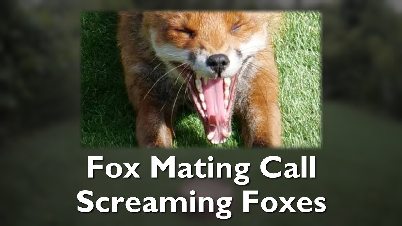 mating foxes noise