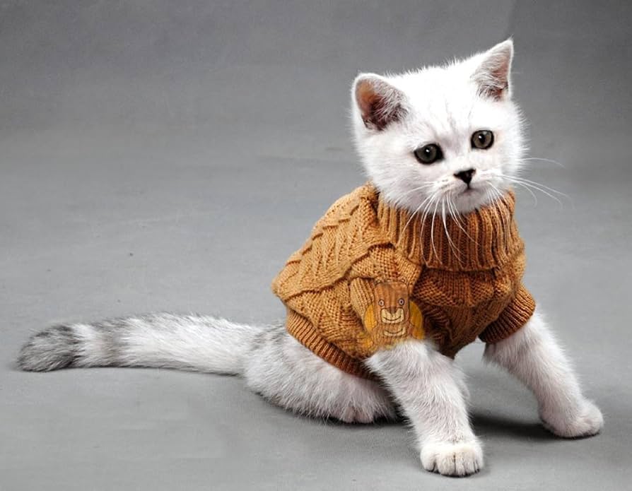 kittens with clothes