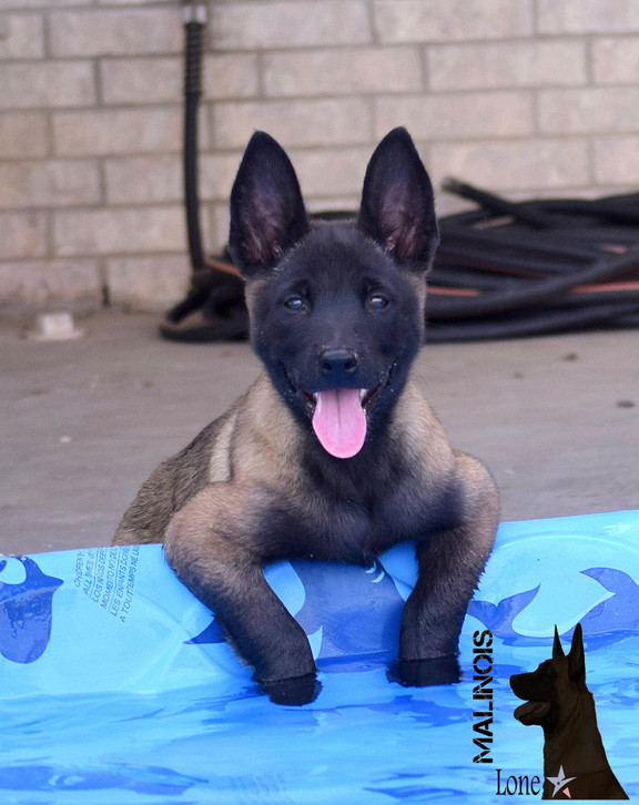 belgian malinois puppies for sale victoria