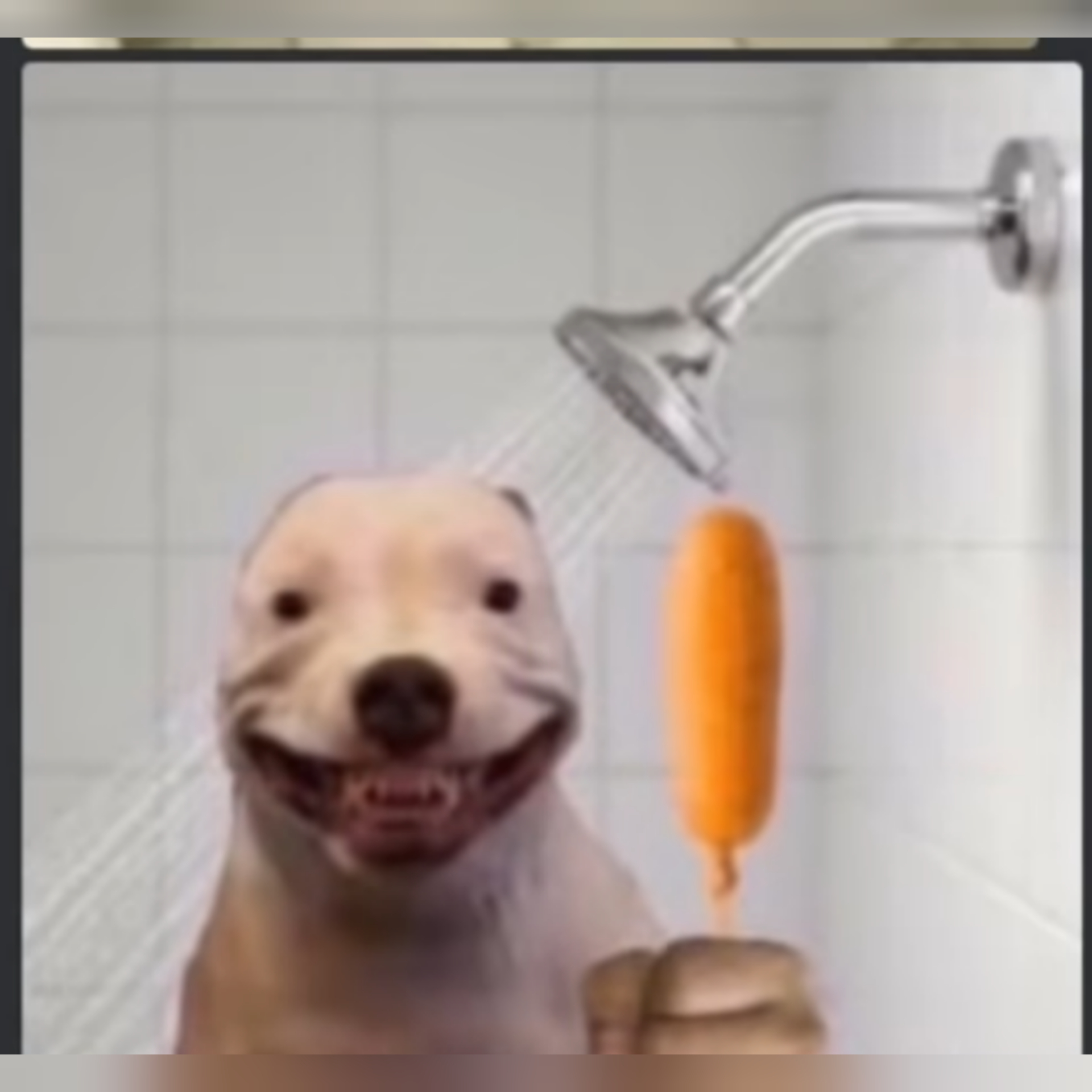 cursed dog images