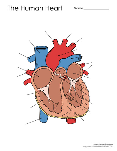 unlabelled diagram of the heart