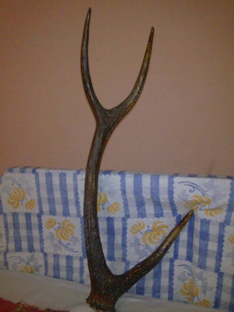 original deer horn price in india