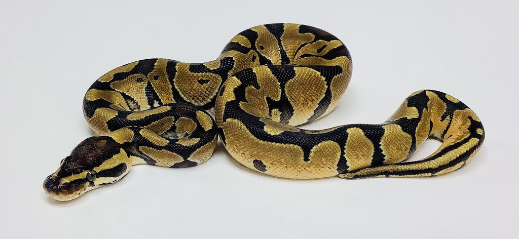 enchi ball python