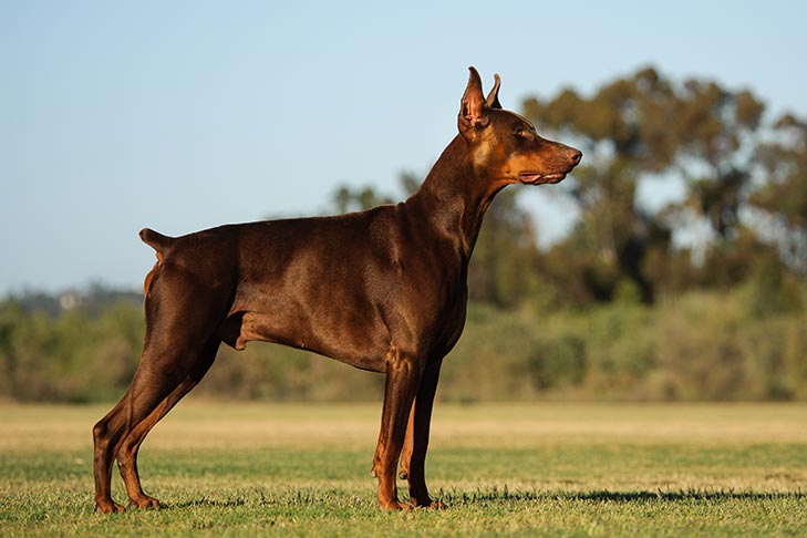 domain pinscher dog