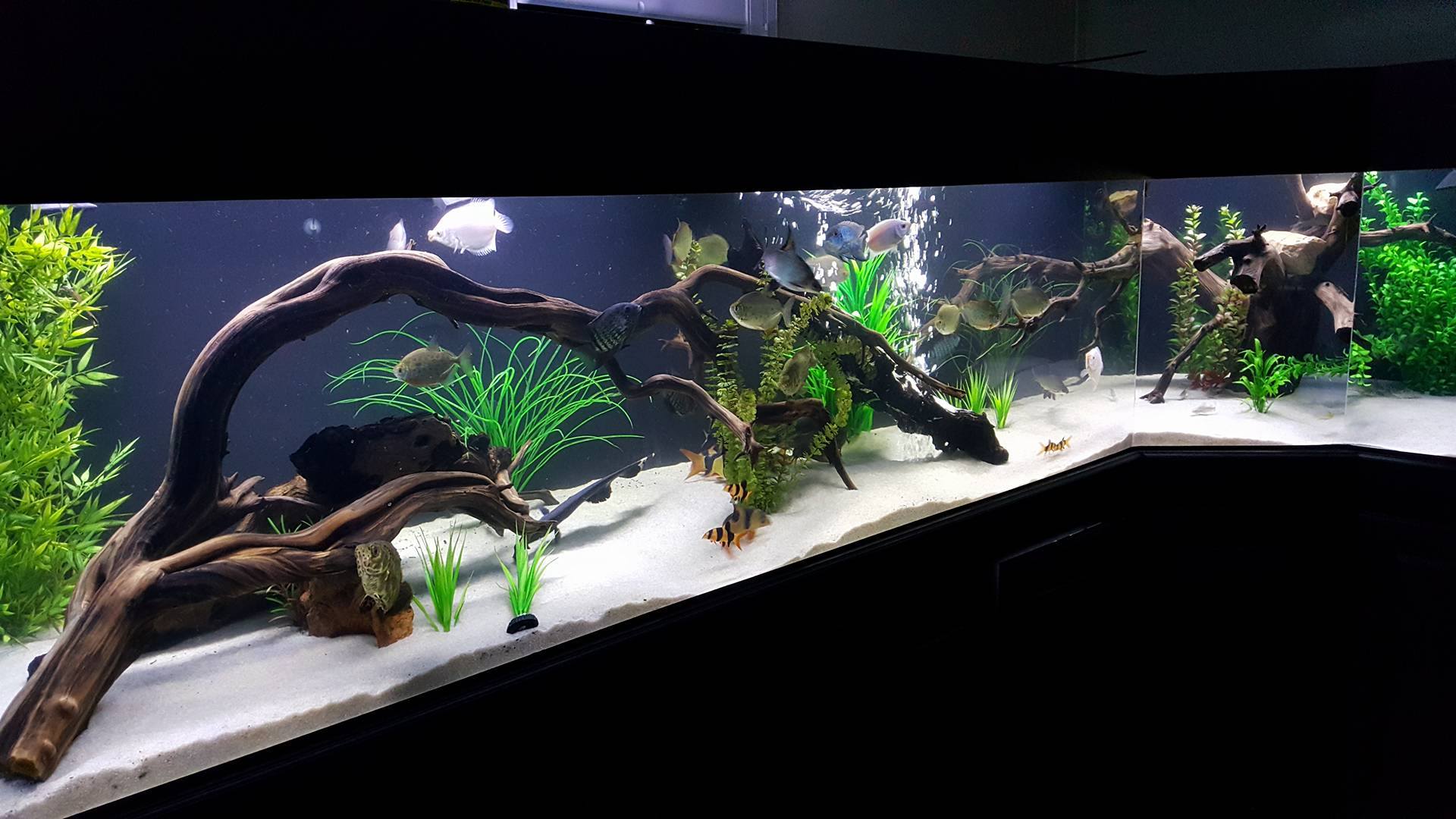 large aquarium driftwood