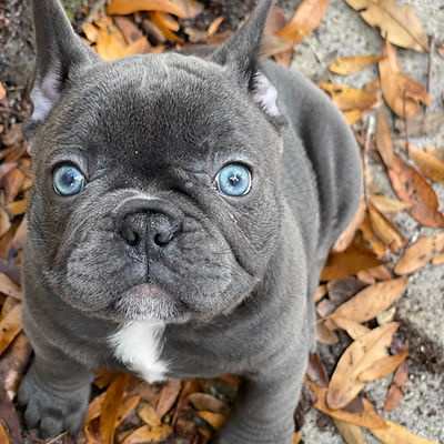 french bulldogs for sale