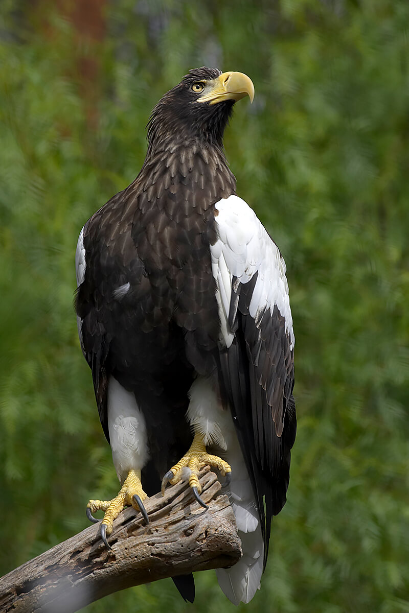 sea eagle 3 letters