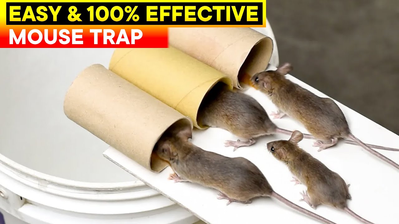 homemade rat trap