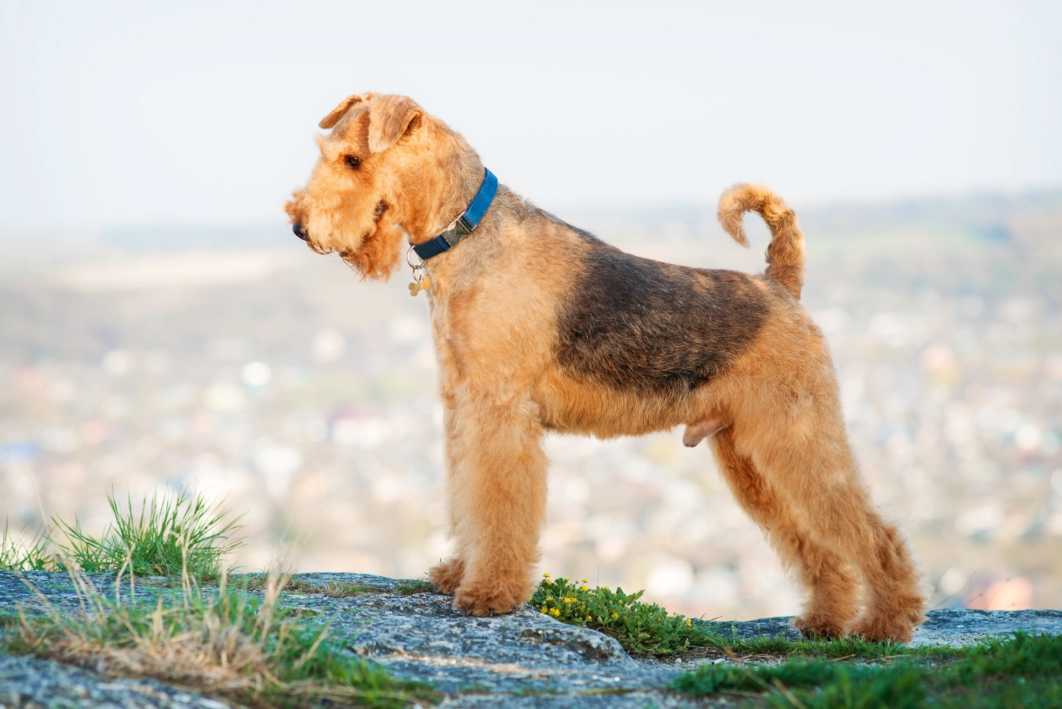 airedale terrier dog