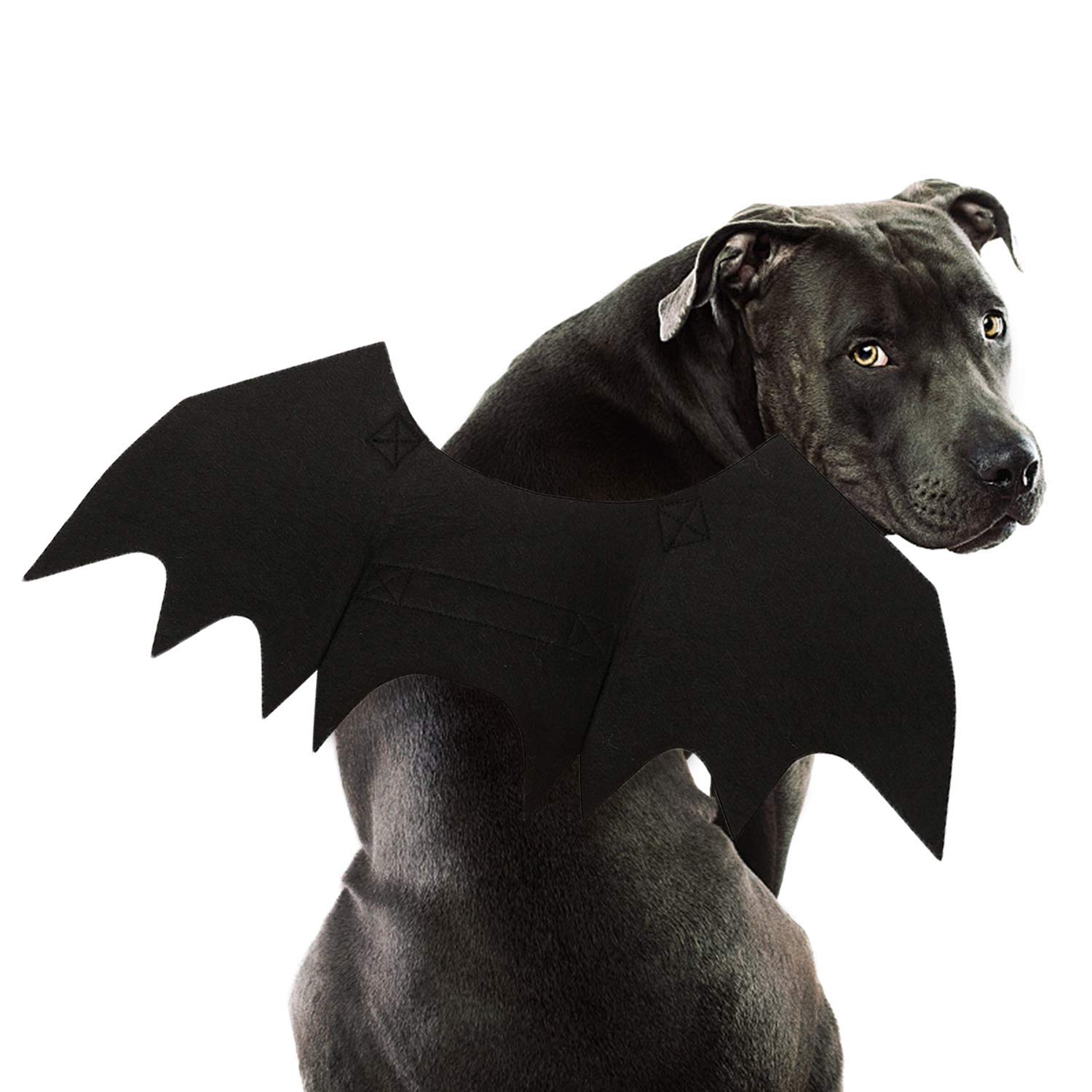 dog bat wings