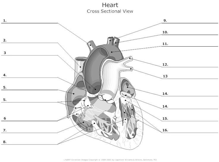 heart diagram unlabeled