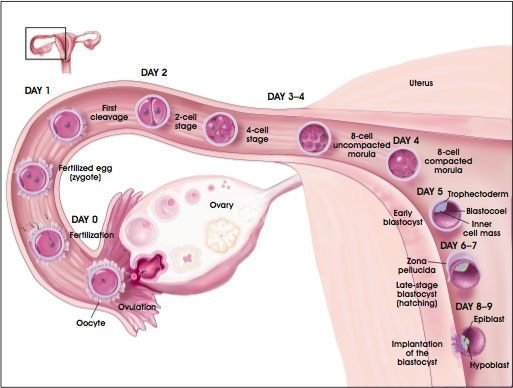 7dpo cramps