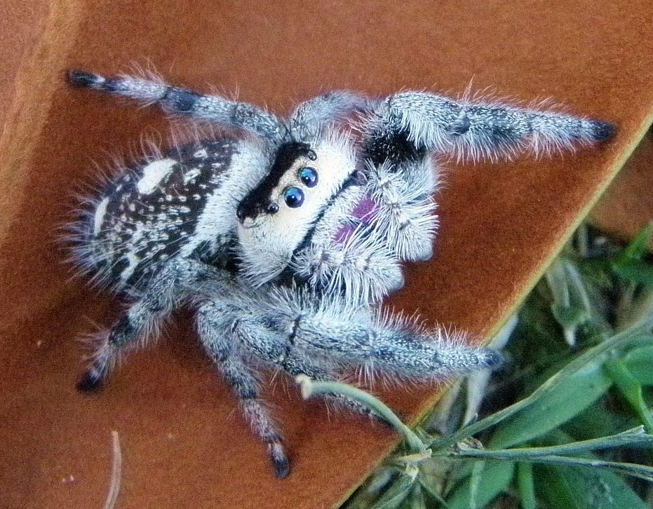 jumping spiders for sale