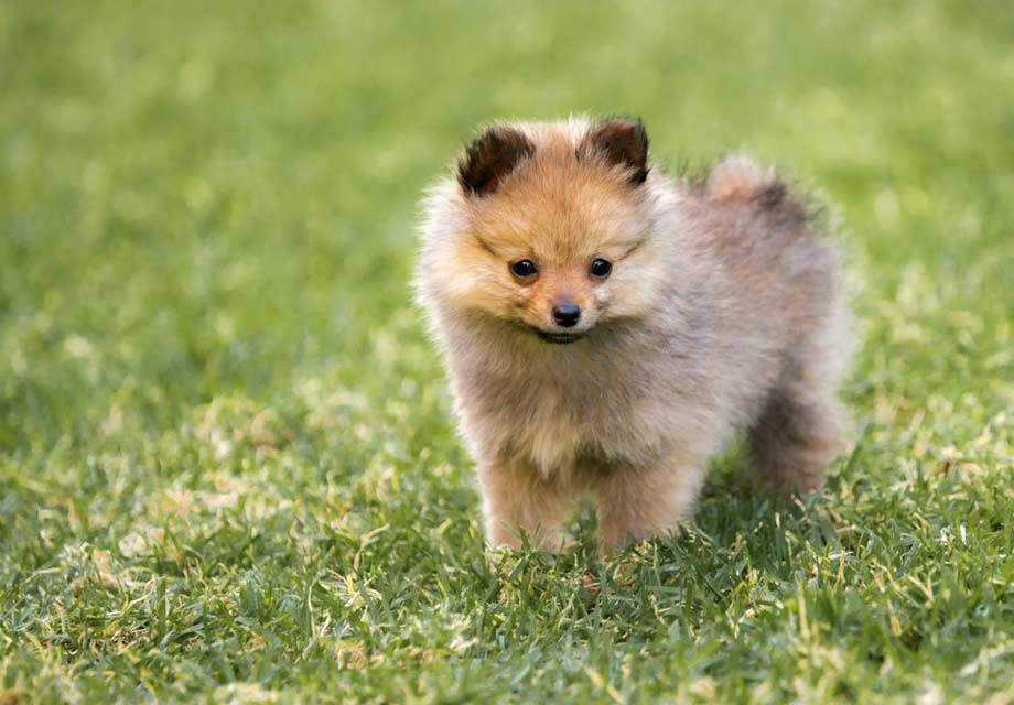 pomeranian puppies