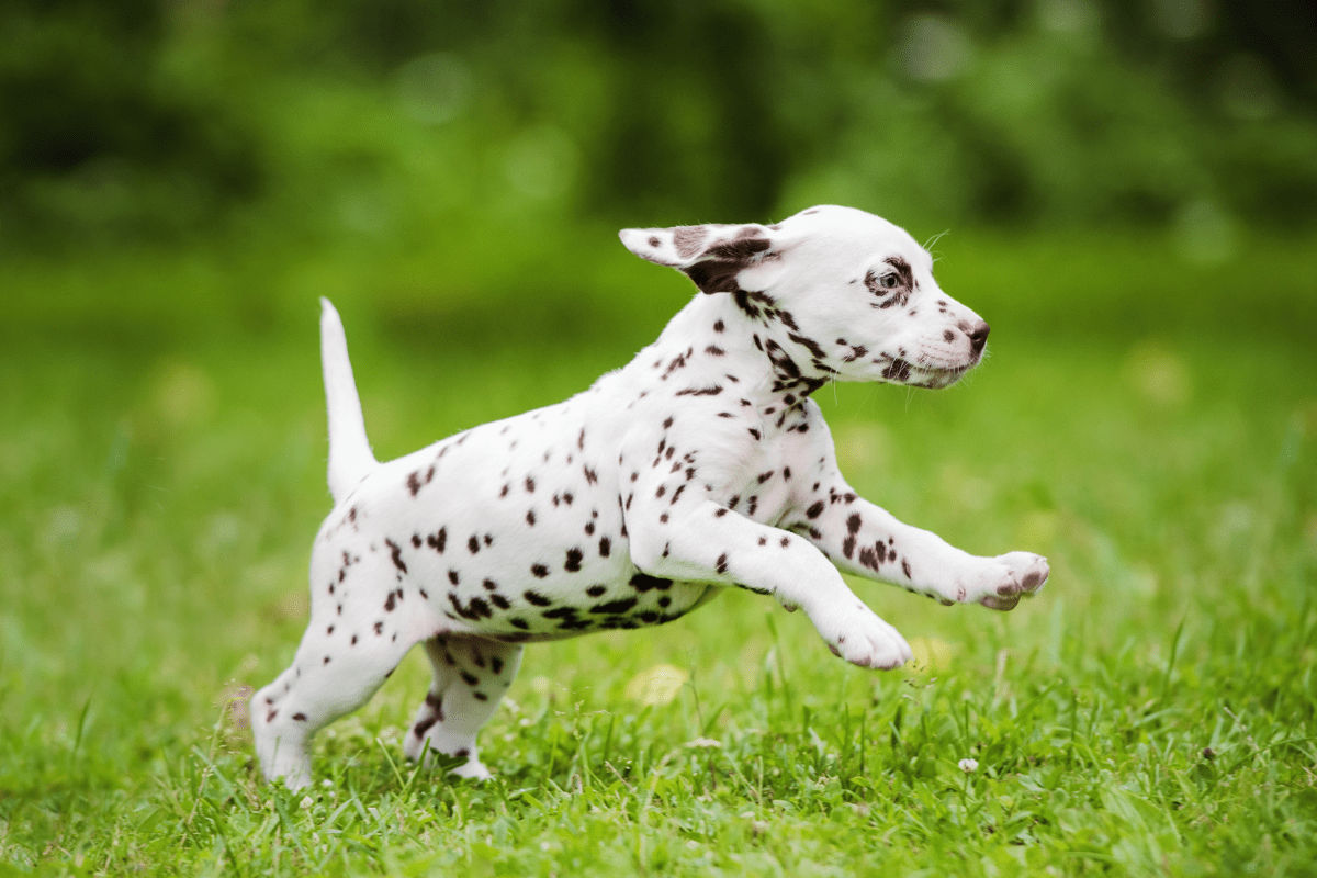 dalmatian puppy price