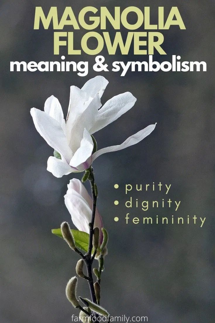 symbolism of magnolia flower