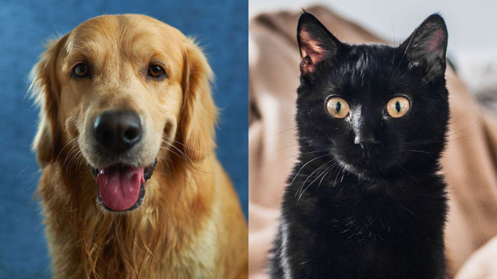 black cat or golden retriever quiz