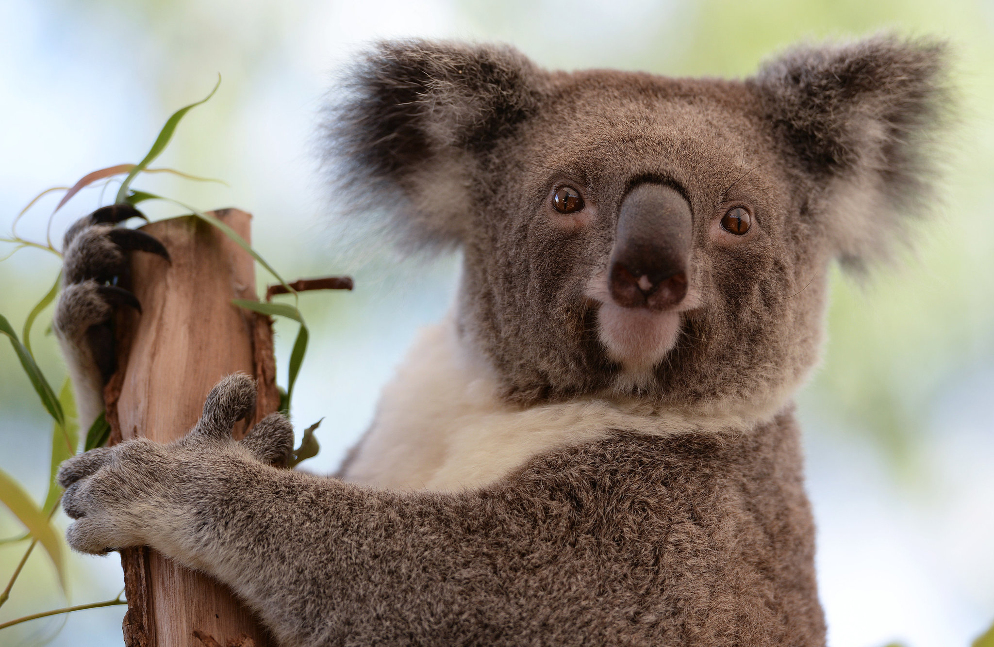 do koala bears have chlamydia