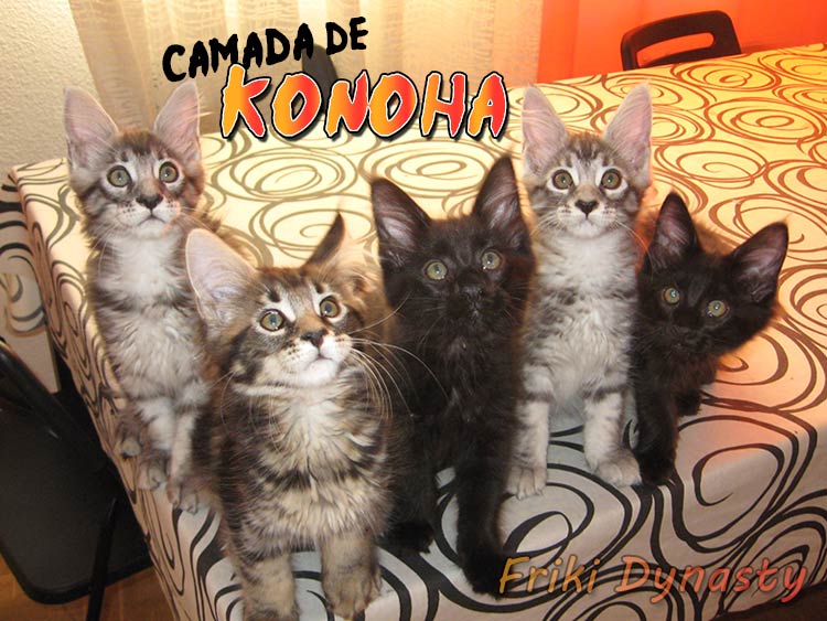 camadas maine coon