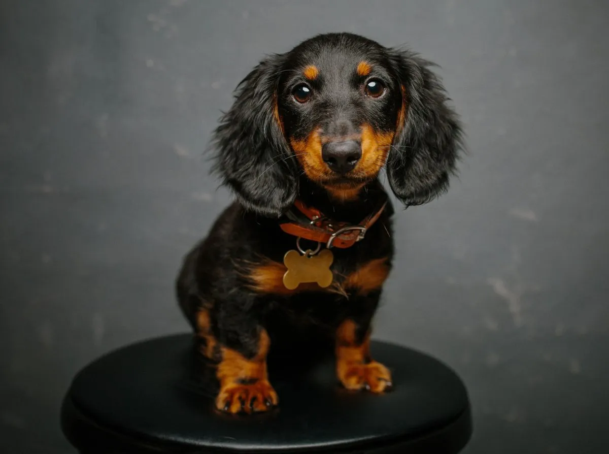 dachshund temperament