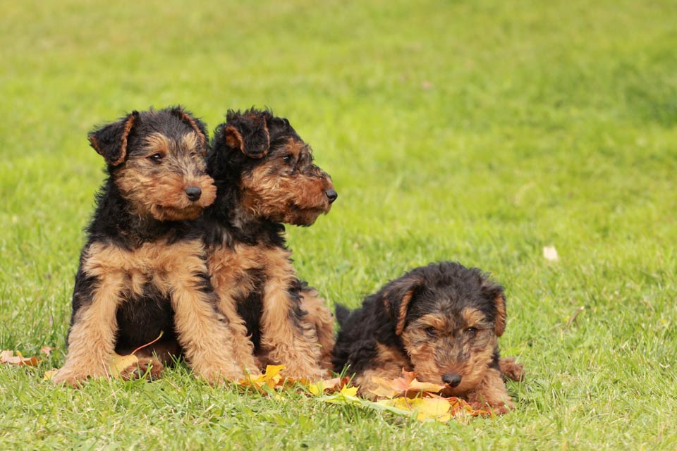 welsh terrier for sale