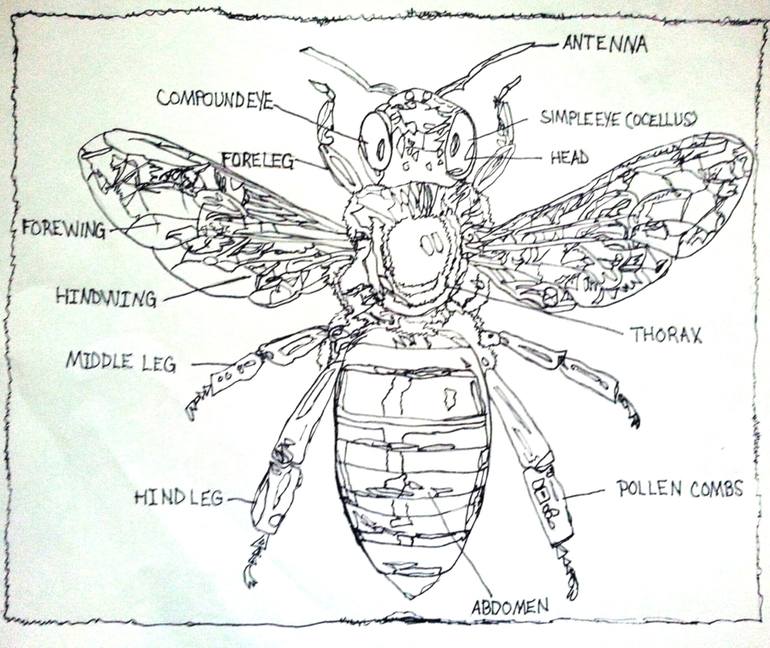 diagram of honey bee with label