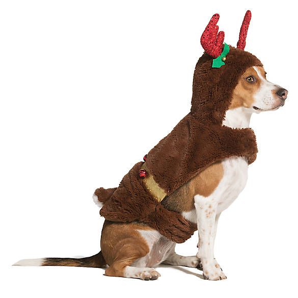 christmas large dog outfits