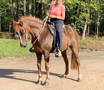 trail horses for sale in nc