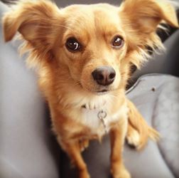 papillon dachshund mix