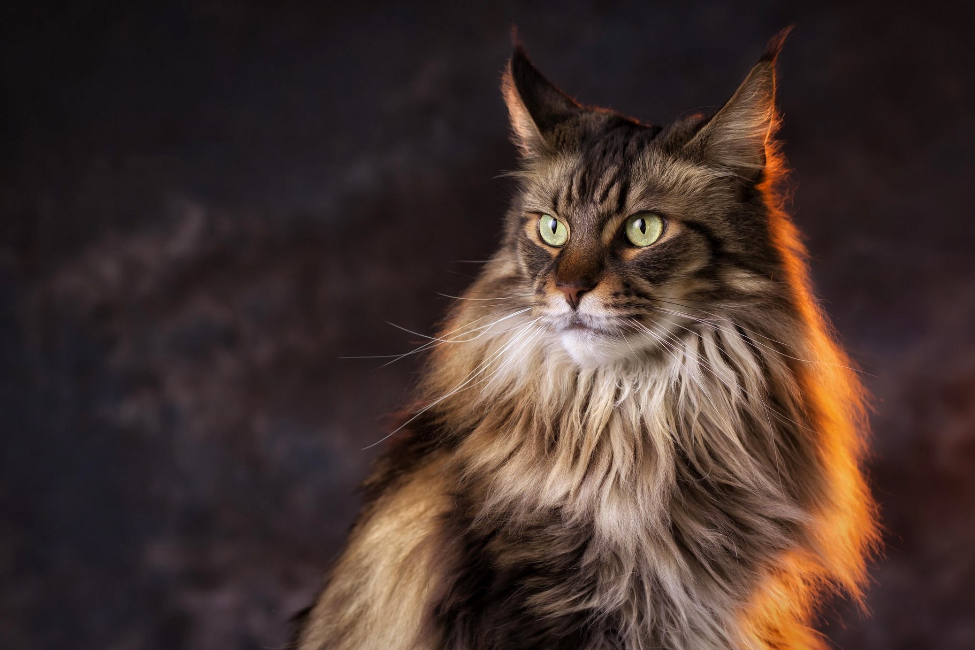 maine coon wallpaper hd