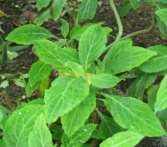 salvia divinorum india