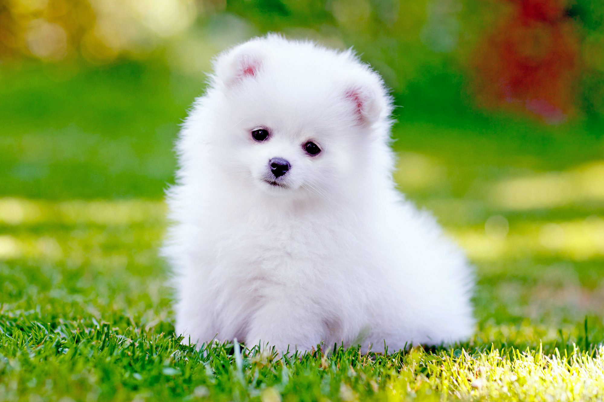 pomeranian dog price