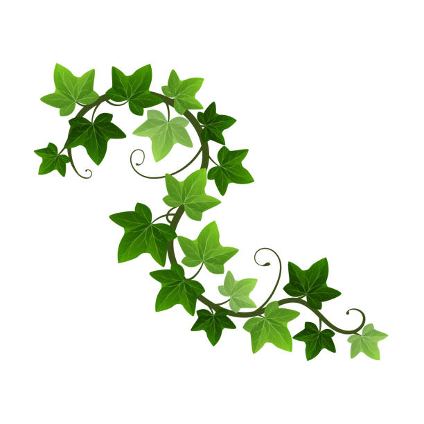 ivy clipart