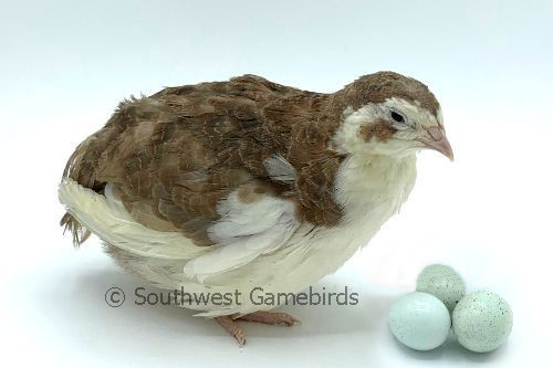 celadon quail