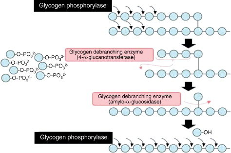 glycogen phosphorylase