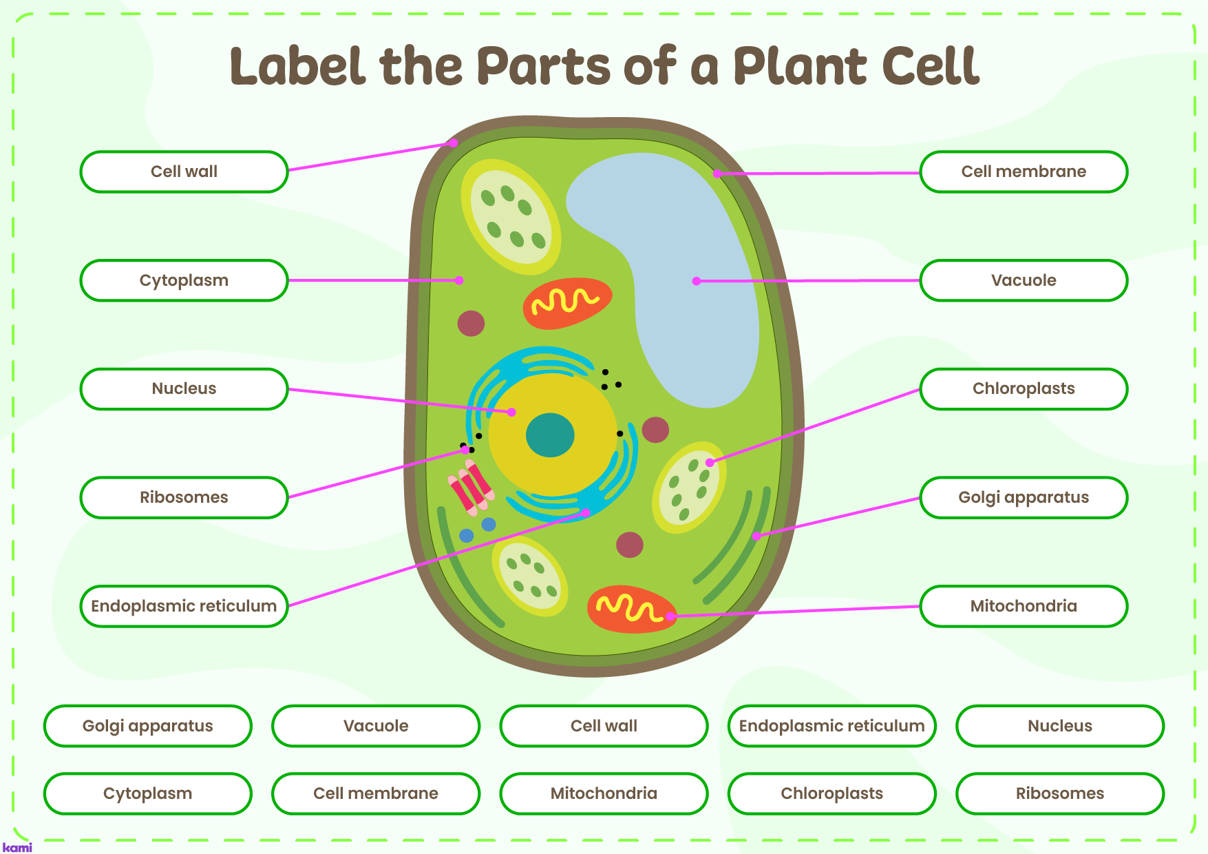 cell labeling worksheet answers