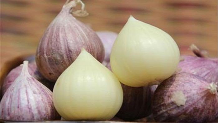 garlic türkçesi