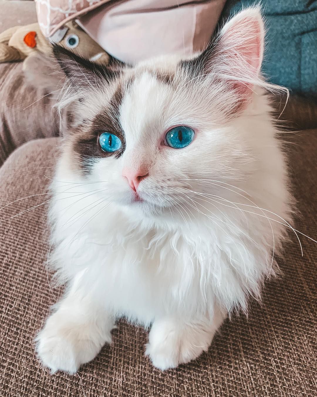 cute ragdoll