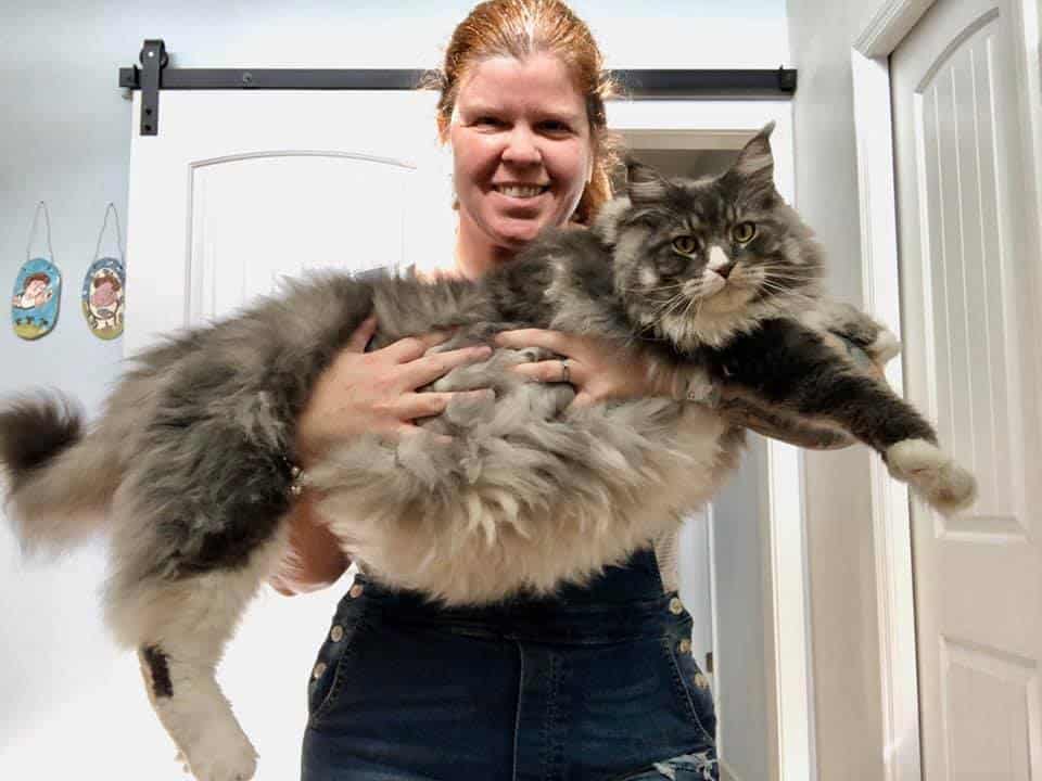 maine coon average age