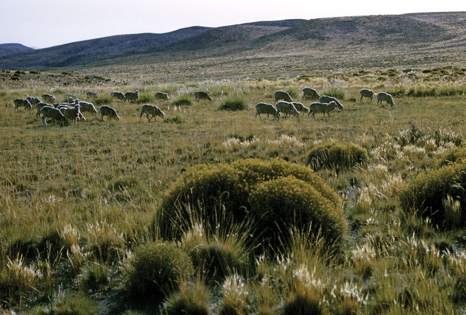 grassy south american plain