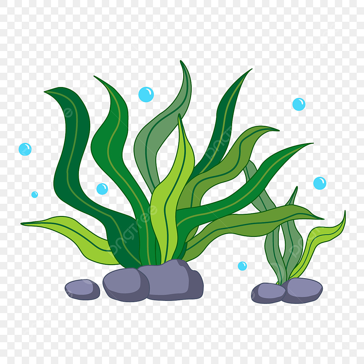 seaweed clipart