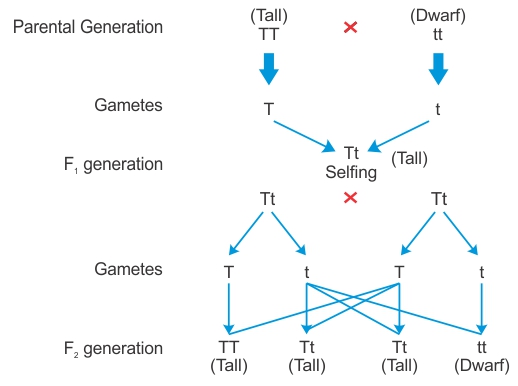 monohybrid cross definition class 10