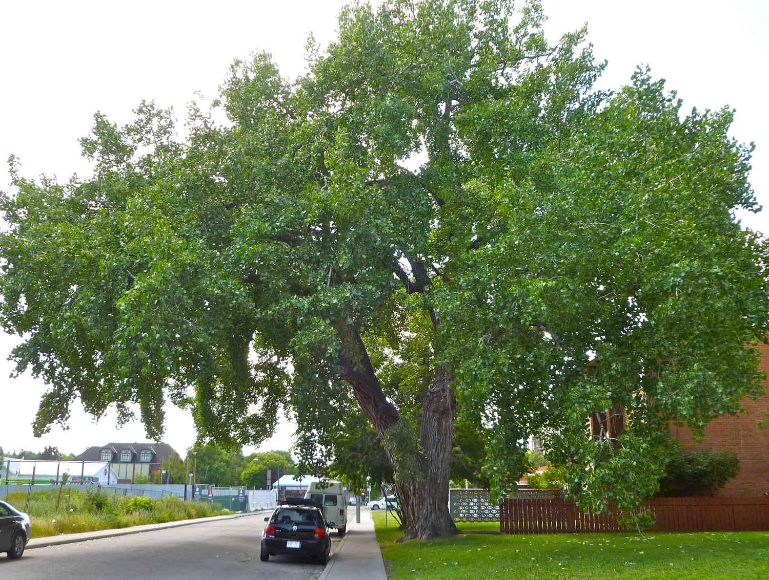 superior hybrid poplar tree