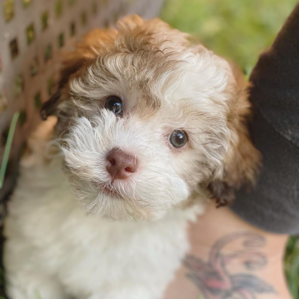 havanese for sale near me