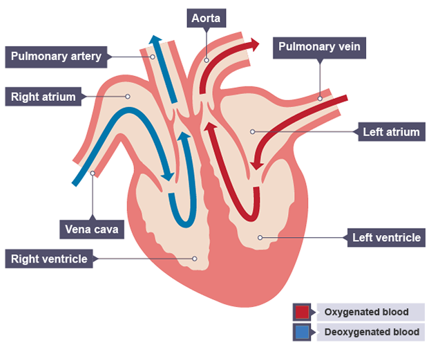 bbc bitesize cardiovascular system