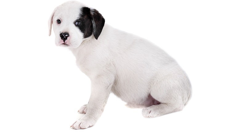 american bulldog mix labrador